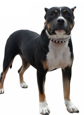 极速CHUKCHI中大型犬s牛皮宠物项圈XC-032B带刺精选小牛皮手感好