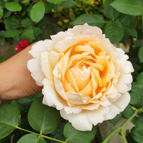 极速伊芙奶d油 欧洲切花月季花苗灌木浓香型阳台玫瑰花苗盆栽 多