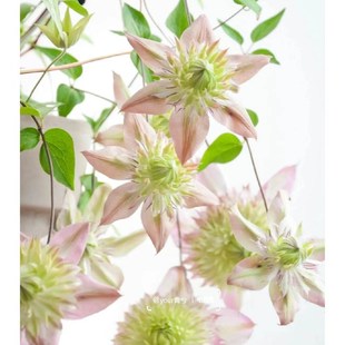 4颗 包邮 2颗起发 极速铁线莲 花量大 修剪发货 长势好 盆 F系k