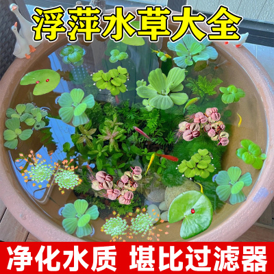 新品浮萍水草植物水上叶水草鱼缸C净化水质的水草水芙蓉槐叶萍阴