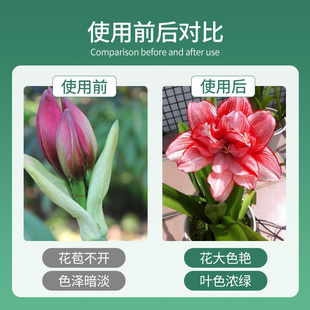朱顶红肥料专用肥营养液球根植物风信子郁金香仙客来种球通用盆栽
