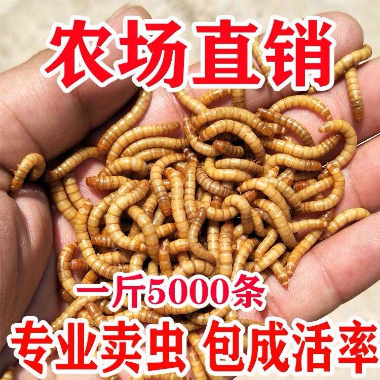 幼鸟鸡吃活食黄粉虫面包大麦虫八哥百灵布谷鸟类鹌鹑画眉鸟提性虫