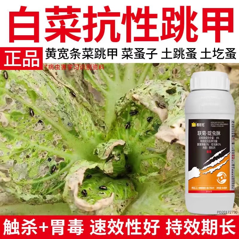 白菜跳甲专用药联菊啶虫脒