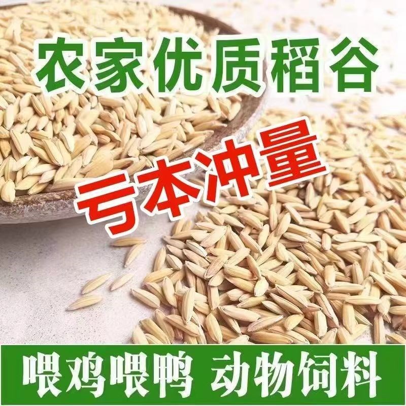 100斤圆稻谷带壳水稻s稻谷食用鸡鸭鹅鸽子仓鼠宠物饲料