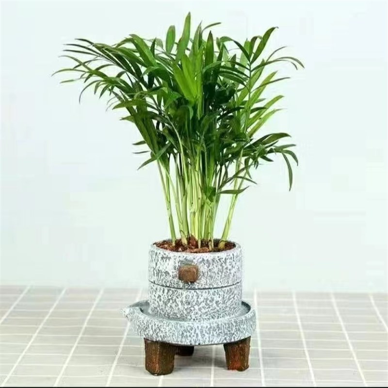 《特惠2盆9.9袖珍椰子》凤尾竹散尾葵盆栽水培土培四季常青吸甲醛
