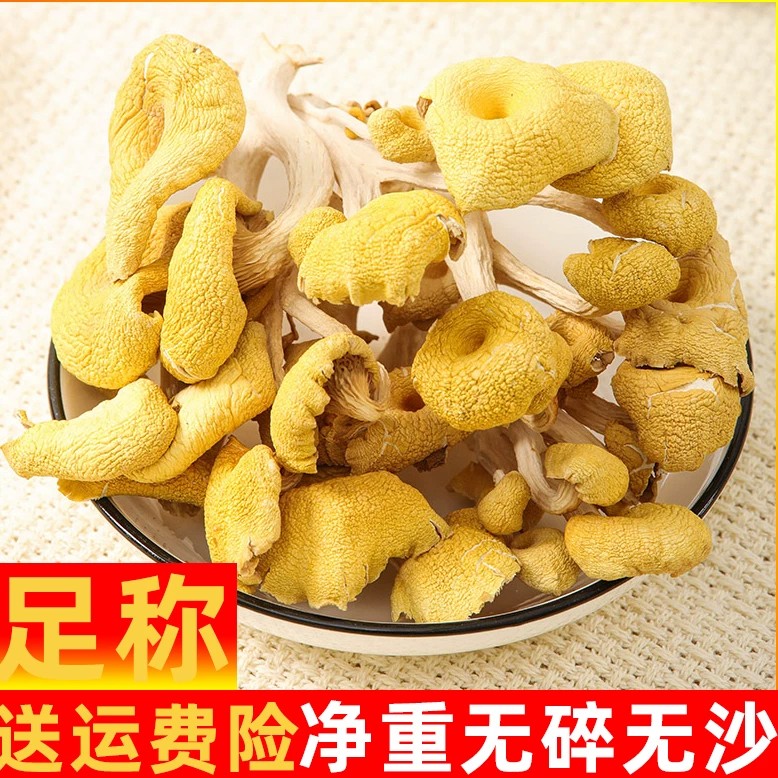鸡油菌干货2026新货特产煲汤黄金菇黄蘑新货黄丝菌榆黄菇金顶侧耳图片