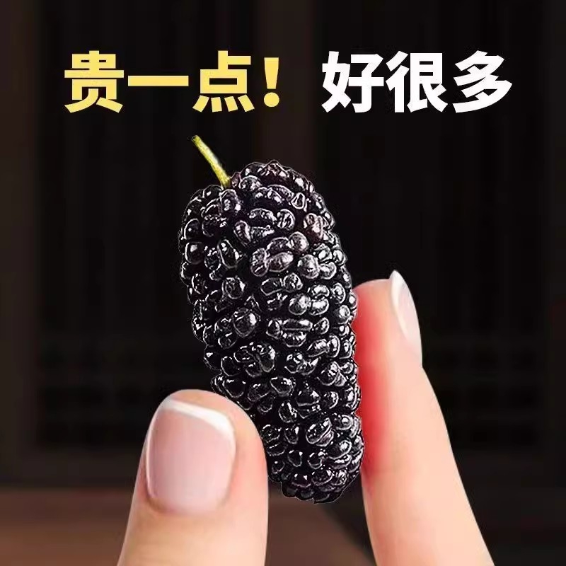 桑葚干男性泡水