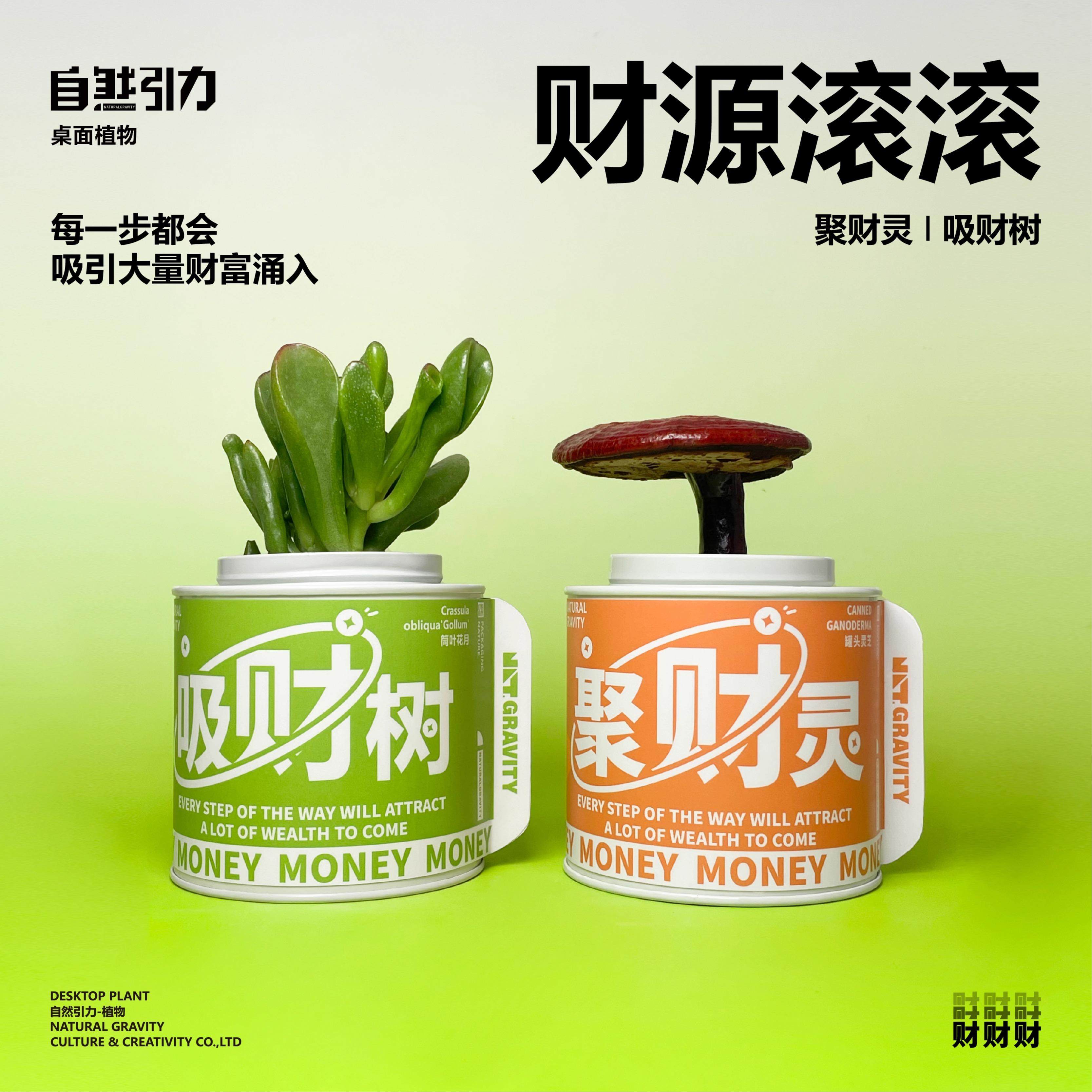 自然引力-聚财灵 灵芝桌面绿植盆栽办公室懒人好养吉祥盆栽小礼物