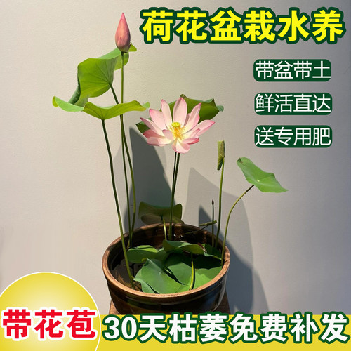 时令花卉观赏植物荷花盆栽水养