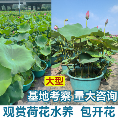 荷花盆栽水养带花苞荷花藕种
