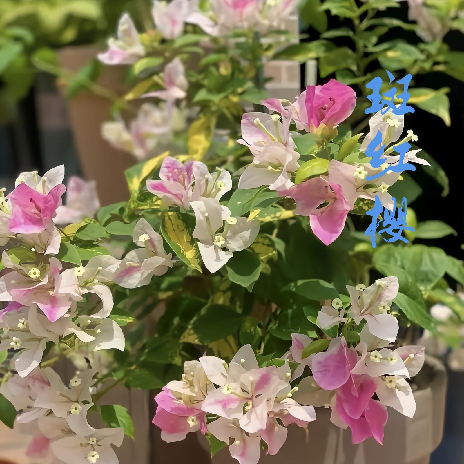 斑红缨优秀勤花三角梅爬藤植物盆栽带花盆庭院四季开花新款包邮