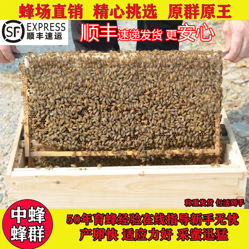 中蜂蜂羣带王蜜蜂活体养殖带子脾阿坝蜂王带蜂箱中华土蜂出售笼蜂