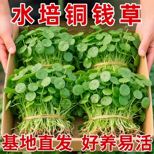 包邮 铜钱草水培土培盆栽室内花招财金钱草绿植花草好养易活特价