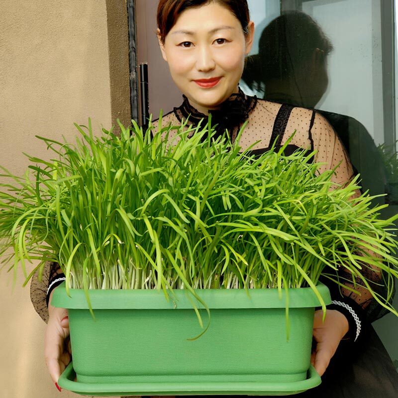 包邮加厚大号花盆塑料阳台植物种植盆树脂蔬菜盆家庭种菜花槽绿色