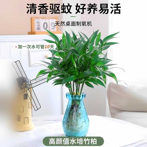 水培驱蚊竹植物竹柏夏季办公室内水养绿植花卉盆栽四季好养驱蚊草