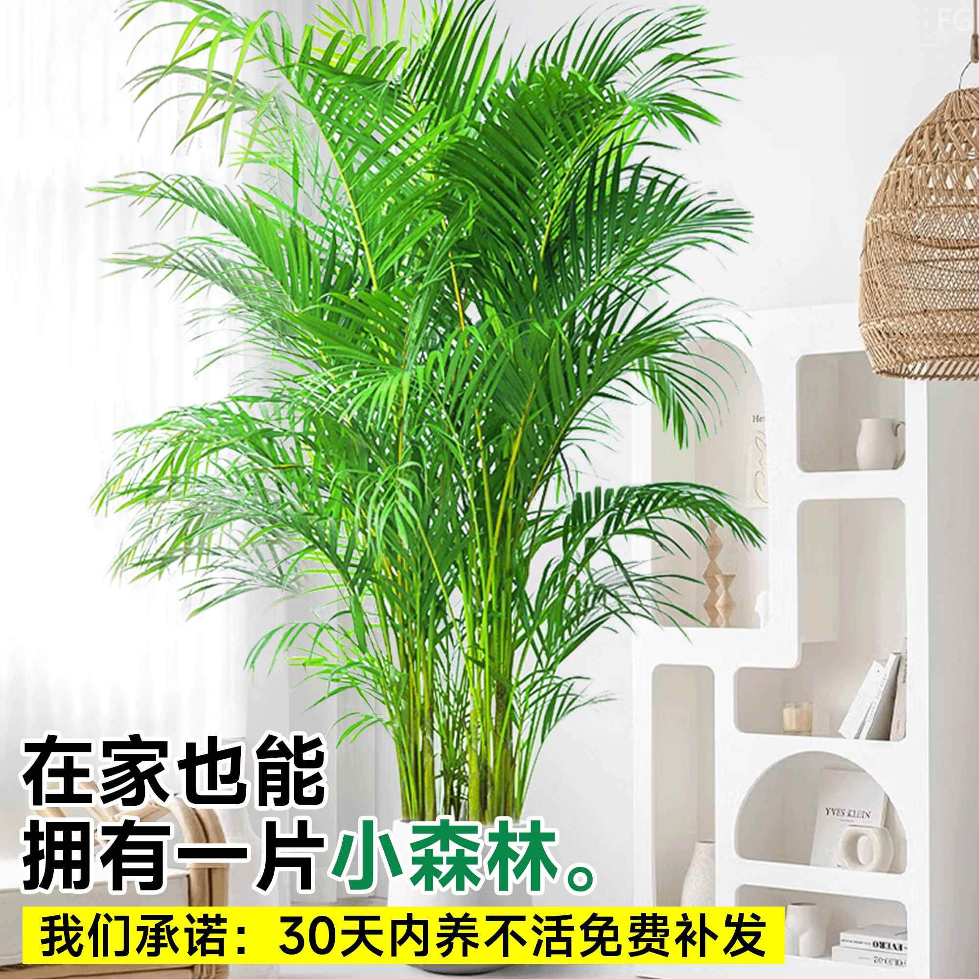富贵椰子大型绿植盆栽室内客厅办公室好养植物盆景四季常青除新品