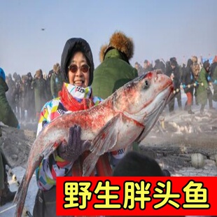 查干名珍胖头鱼淡水湖冬捕鱼整条鱼6-35斤礼盒装吉林松原发货年货
