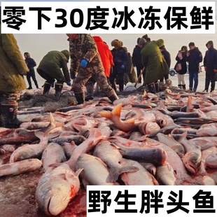 查干名珍冬捕胖头鱼花鲢鱼整条鱼淡水湖冷水鱼礼盒装松原年货