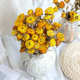 小雏菊干花花束客厅摆设干鲜花高级真花风干天然黄色插花装 饰摆件
