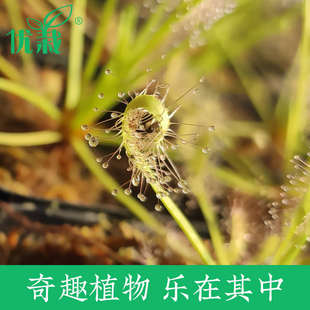 茅膏菜优栽宽叶好望角食虫植物好望角食人花捕虫草室内驱蚊草盆栽