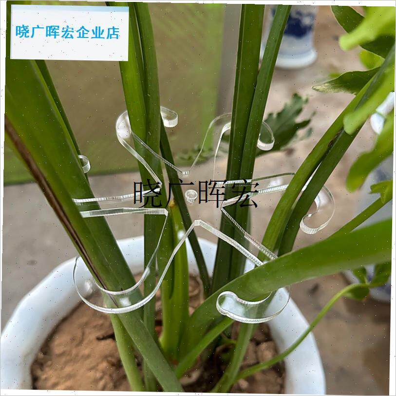 植物防倒伏支架龟背竹支撑w杆春羽绿植物固定器花卉水培收拢固定l