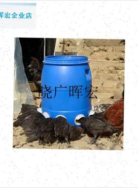 家禽全自动c养鸡鸭鹅喂鸡食槽芦丁鸡鸽子饲料饮水器新款喂食神器l