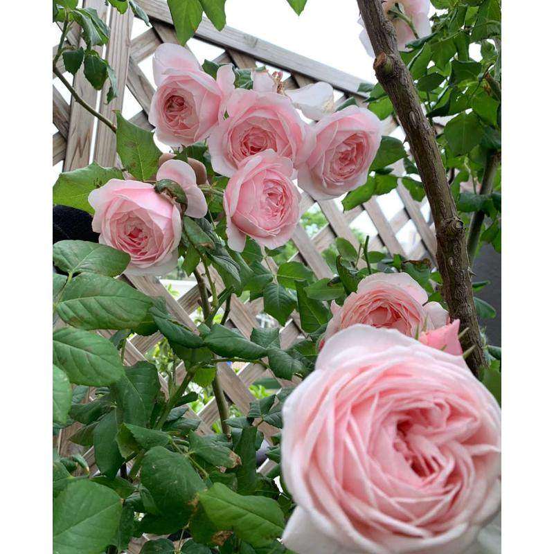 一加仑扦插中苗娜荷马爬藤月季花苗攀爬植物多季开花浓香粉色藤本,鲜花速递/花卉仿真/绿植园艺,月季/蔷薇/玫瑰,淘宝优惠券,粉丝福利购,淘宝优惠卷