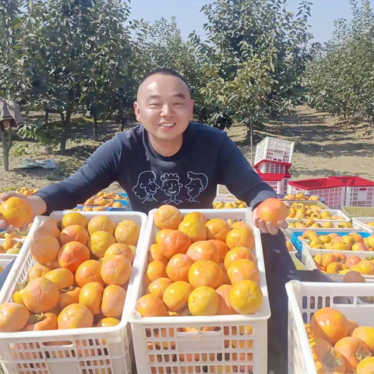 三秦美农巧克力脆柿子树上新鲜货