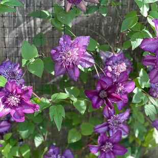 卡西斯铁线莲花苗盆栽爬藤花卉藤本皇后重瓣大花丰花多季 攀援植物