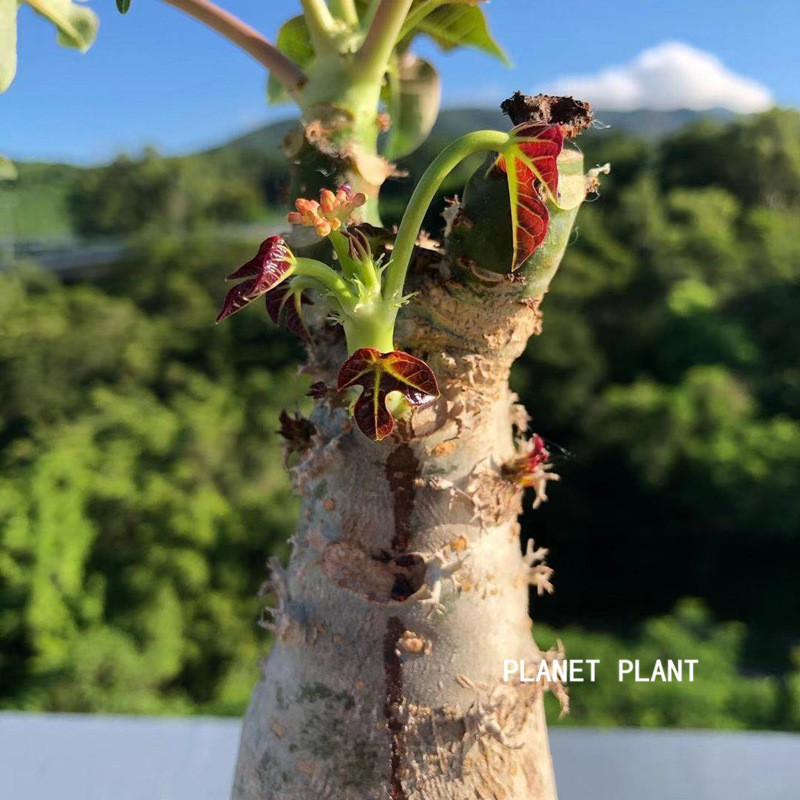 佛肚海棠块根植物多肉植物精品肉肉花室内花卉盆栽观赏盆景大颗