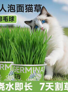 自种猫草罐头懒人泡面猫草助排毛球全阶段7天割草流水即长25g罐装