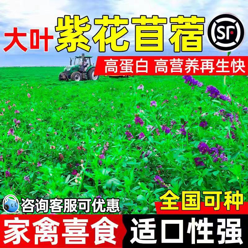 紫花苜蓿牧草种子多年生畜牧养殖