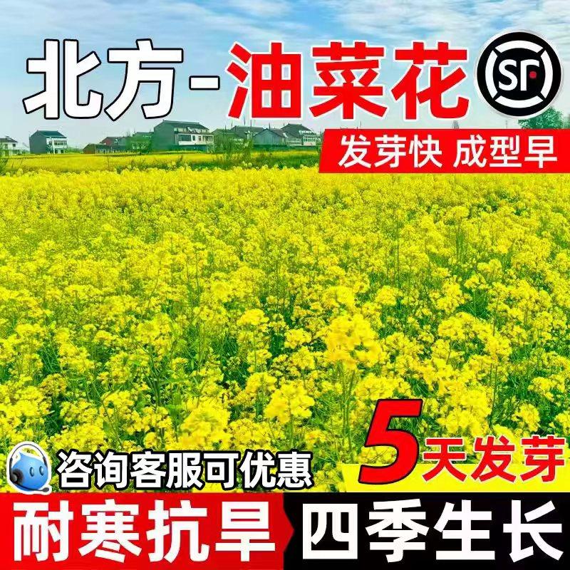油菜花种籽食用观赏榨油高产耐寒