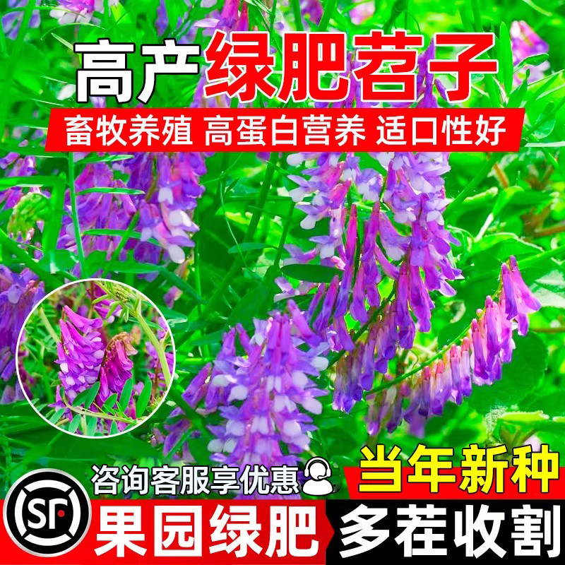 光叶紫花苕种子毛苕种籽绿肥牧草