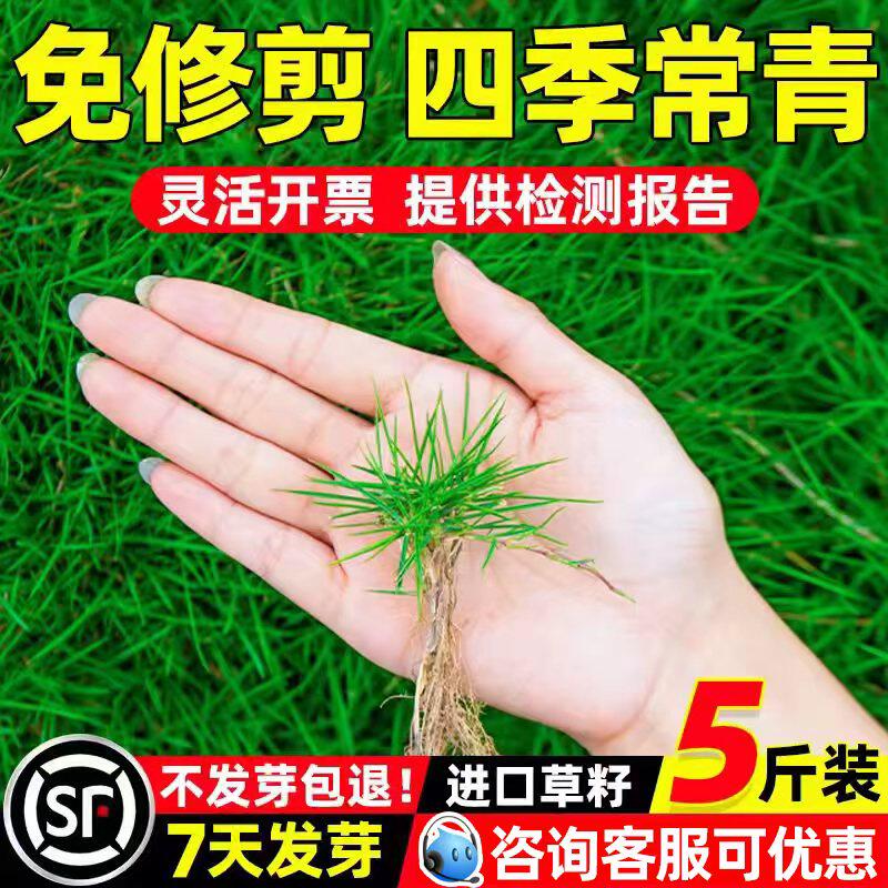 草坪草籽免修剪四季常青地毯草皮