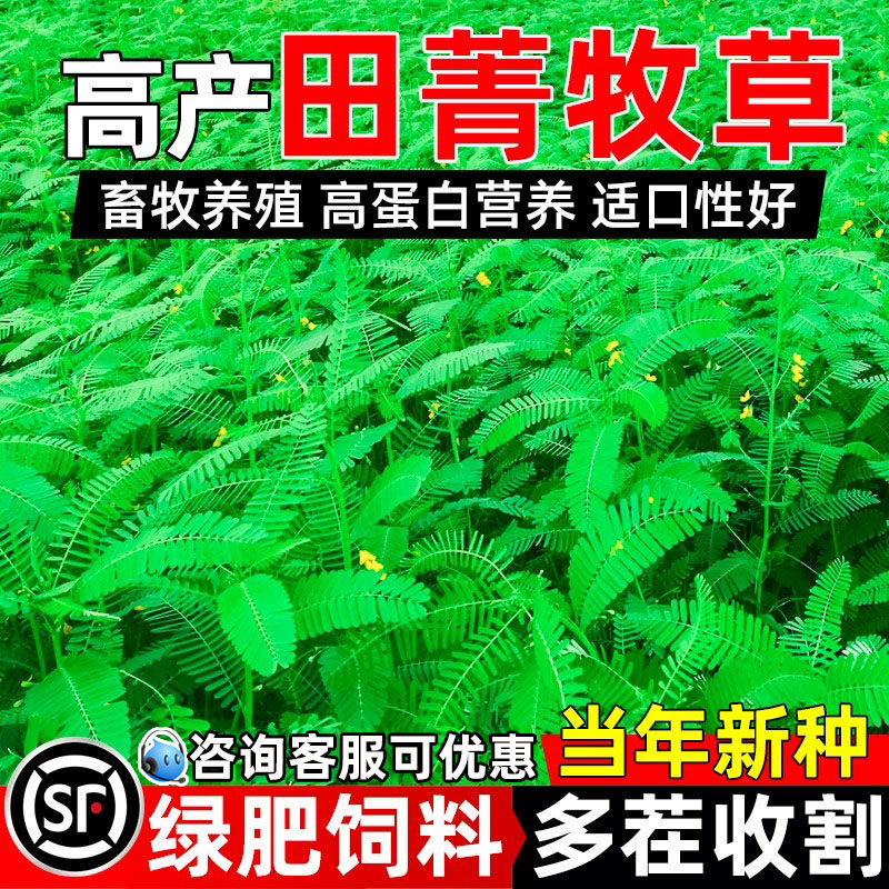 田菁牧草四季多年生高产牧草种籽