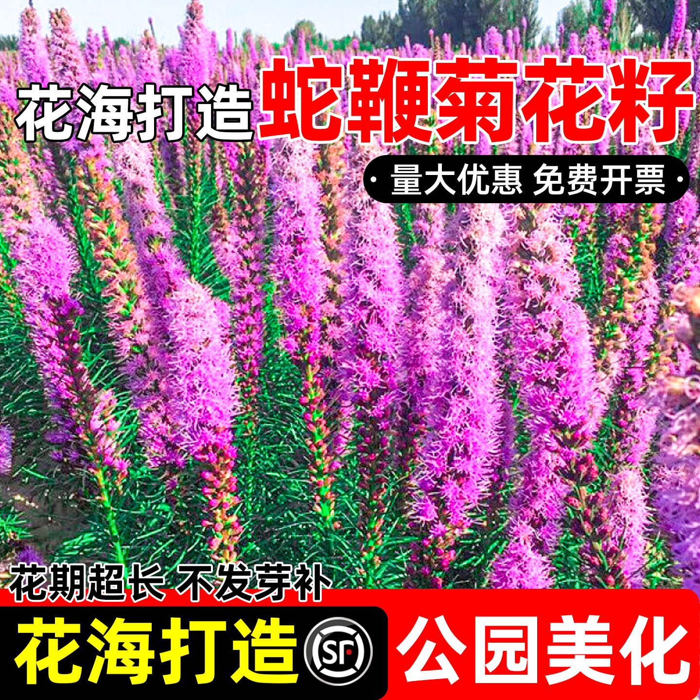 蛇鞭菊花籽花海打造公园美化景点设计花田花镜工程建设耐贫瘠种籽