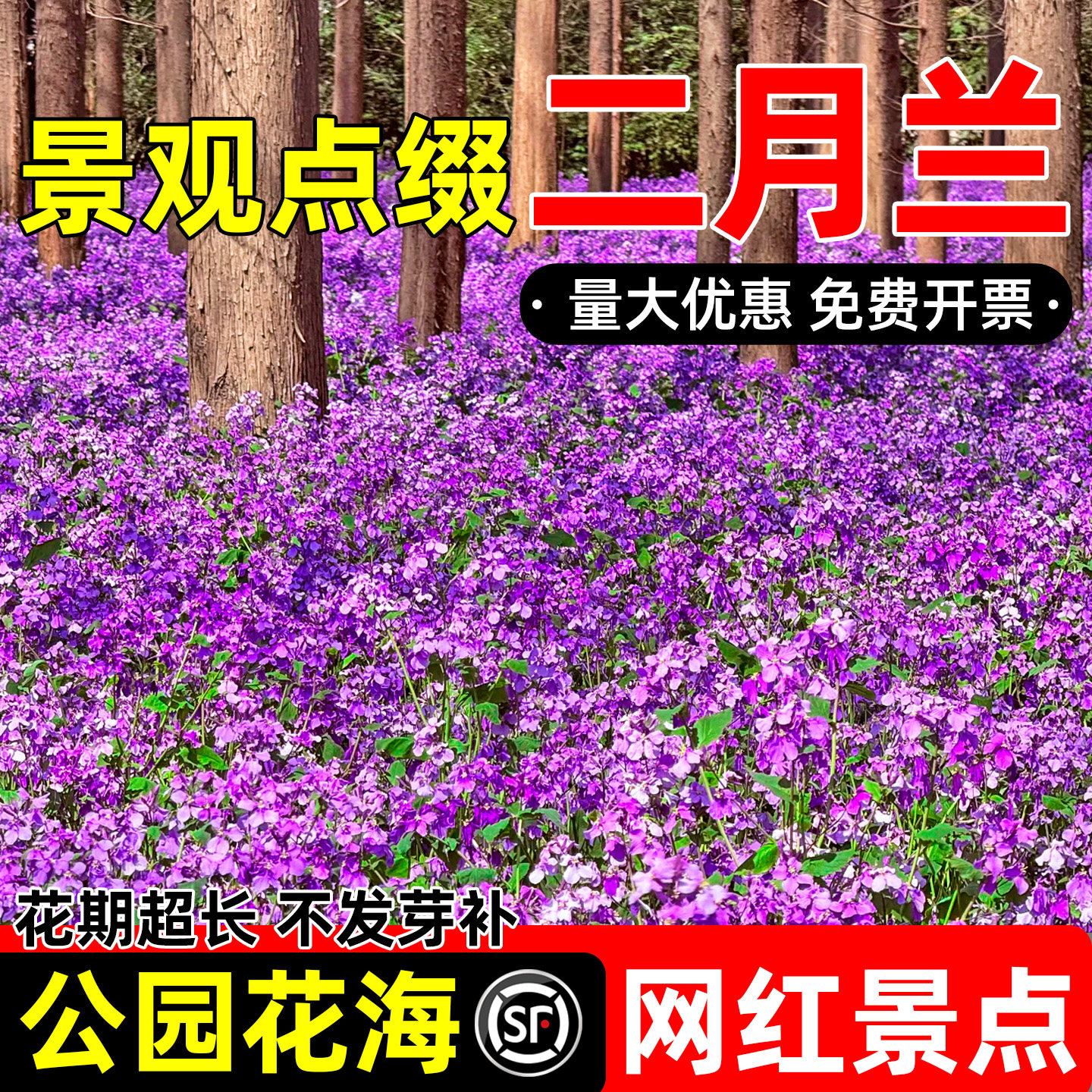 二月兰花种子诸葛菜花籽景观美化