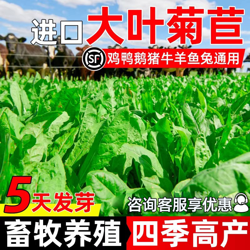 进口大叶菊苣种子多年生四季畜牧