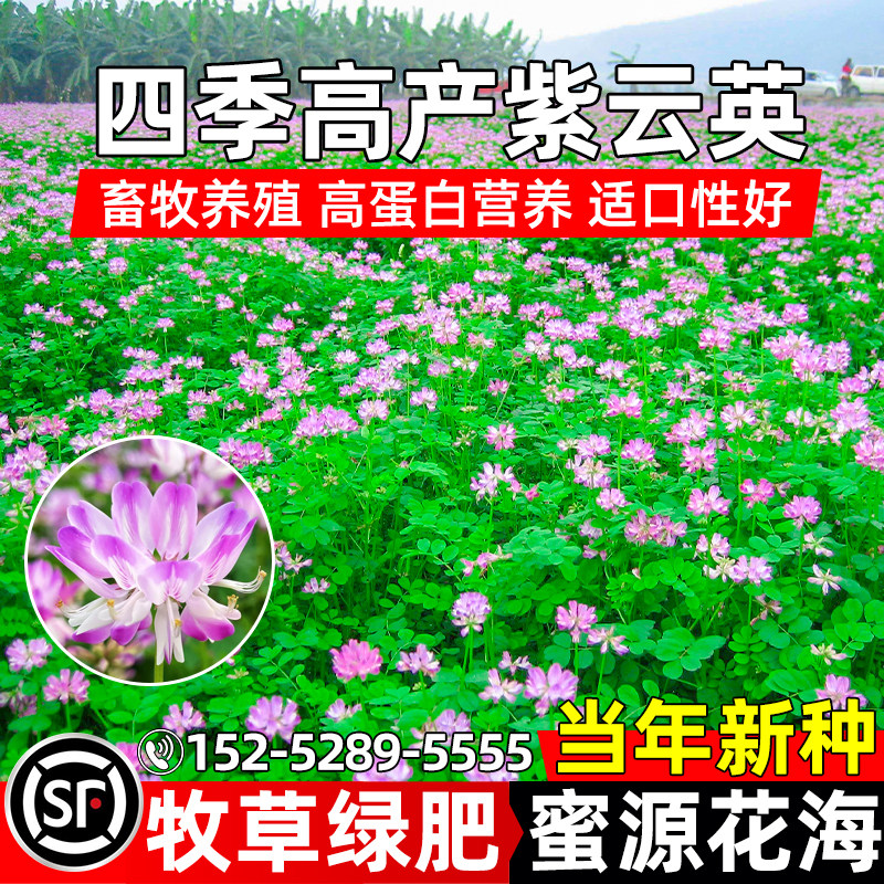 紫云英牧草四季生长高产蜜源牧草