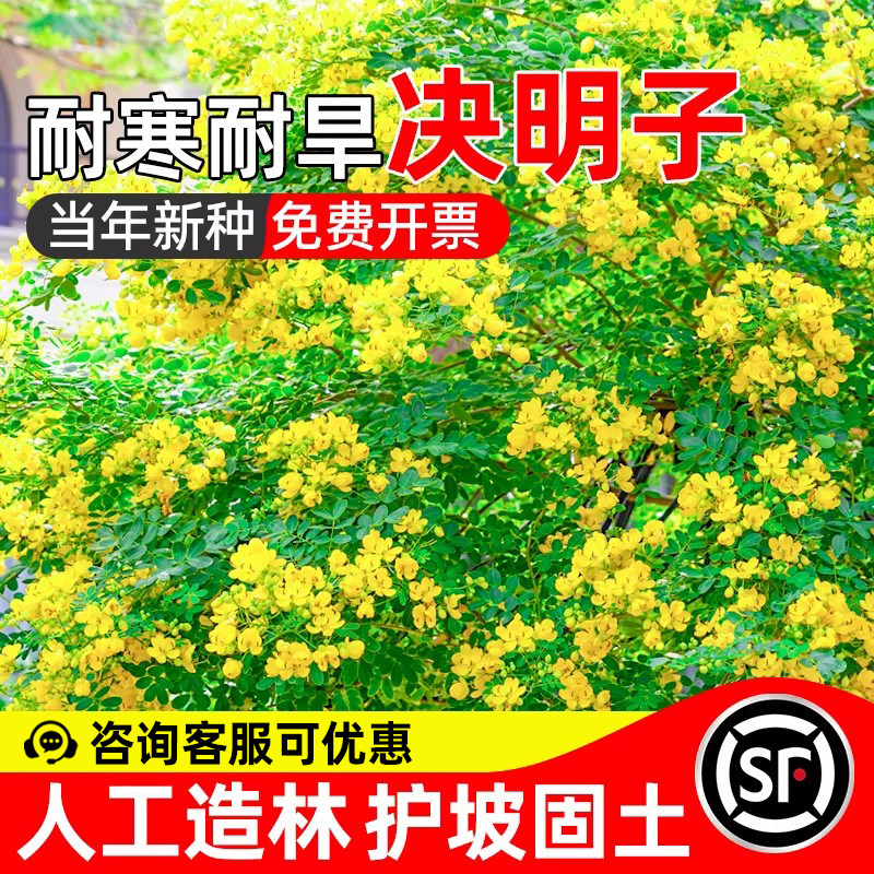 决明子耐寒耐旱护坡固土人工造林