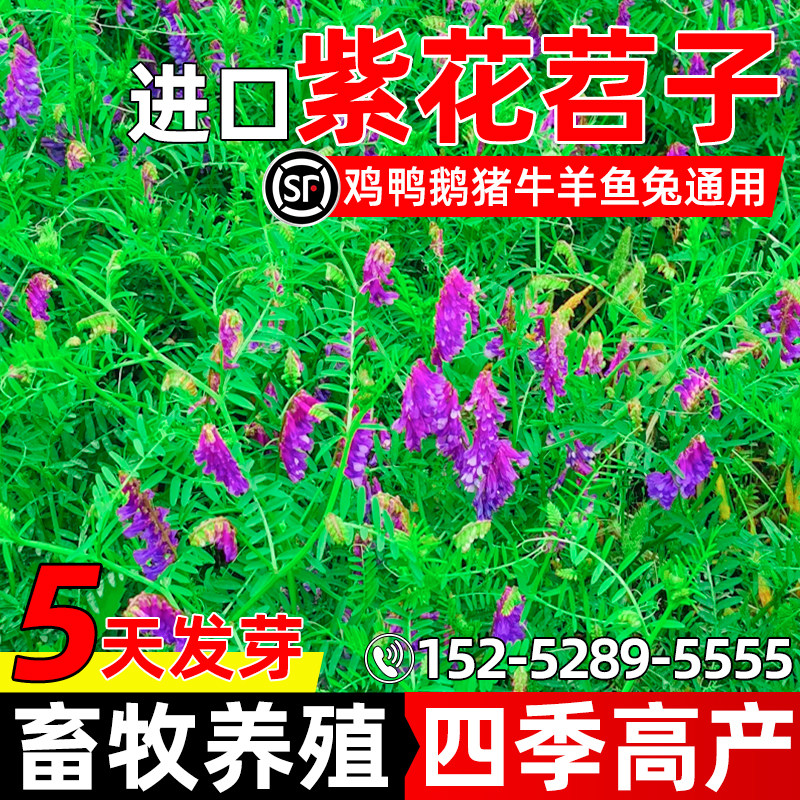 紫花苕子四季高产畜牧养殖牧草种