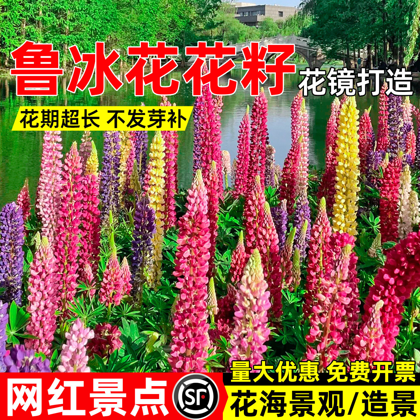 鲁冰花种子多年生公园景区花海景观绿化羽扇豆花籽野花组合花种籽
