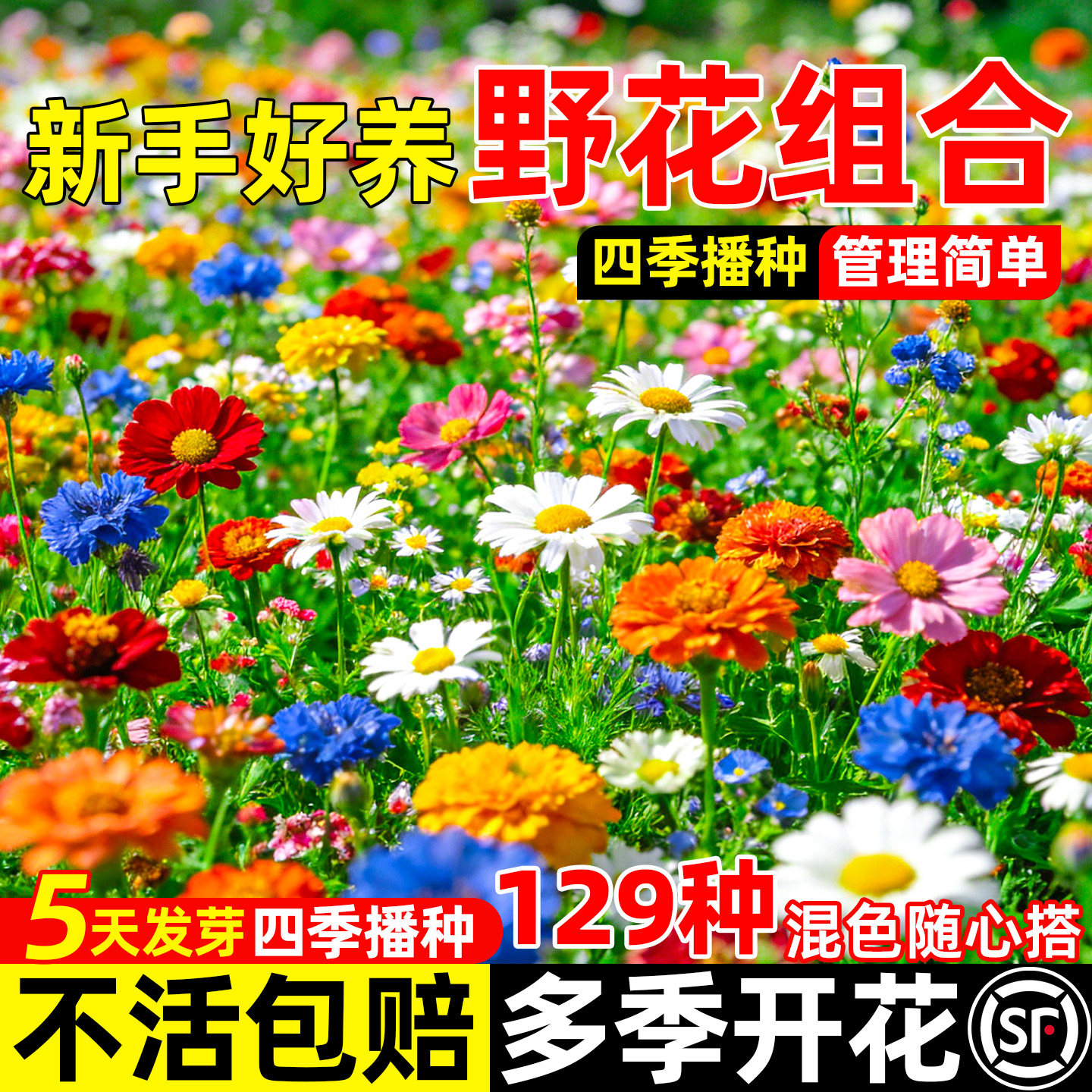 野花组合花种子四季播种室外太阳花种籽开花庭院格桑花波斯菊花籽