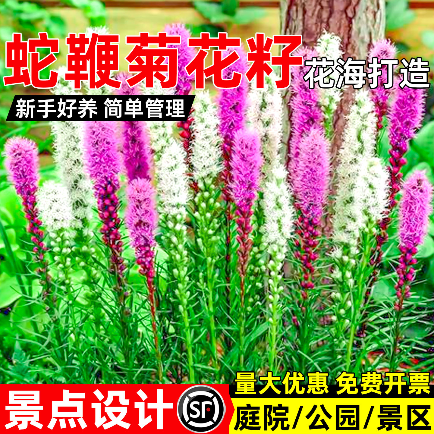 蛇鞭菊花籽景点设计花海打造庭院美化公园景区环境建设耐寒花种子