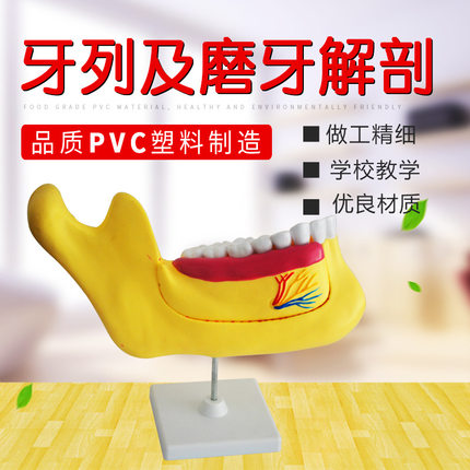 厂家供应 牙列及磨牙解刨模型 33221 PVC制作  生物教学仪器