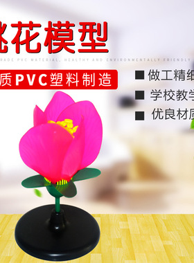 厂家供应 桃花模型 无味塑料PVC制作 教学模型 生物教学仪器