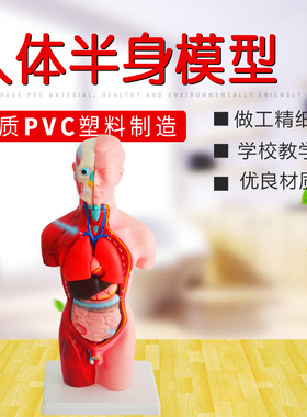 厂家供应 半身模型45cm 3301 PVC制作  生物模型教学仪器