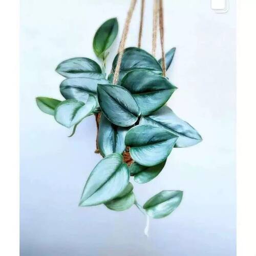 蓝月光藤芋爬藤垂吊垂藤吊挂室内耐阴阳台桌面四季观叶绿植物盆栽