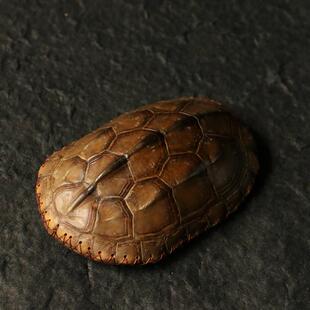 精品纯手工制作天然龟甲小茶则内部竹编席面龟甲一方竹茶荷手把件